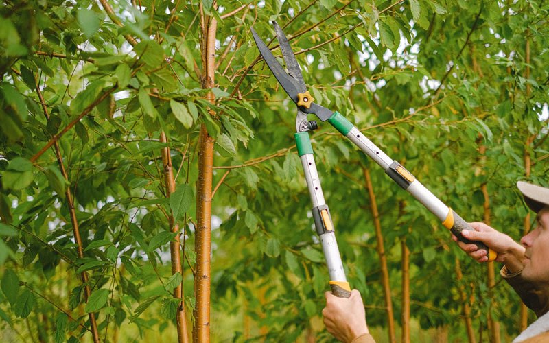 Tree trimming in Ukiah, OR
